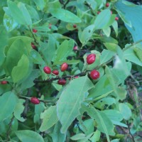 Erythroxylum novogranatense (D.Morris) Hieron.